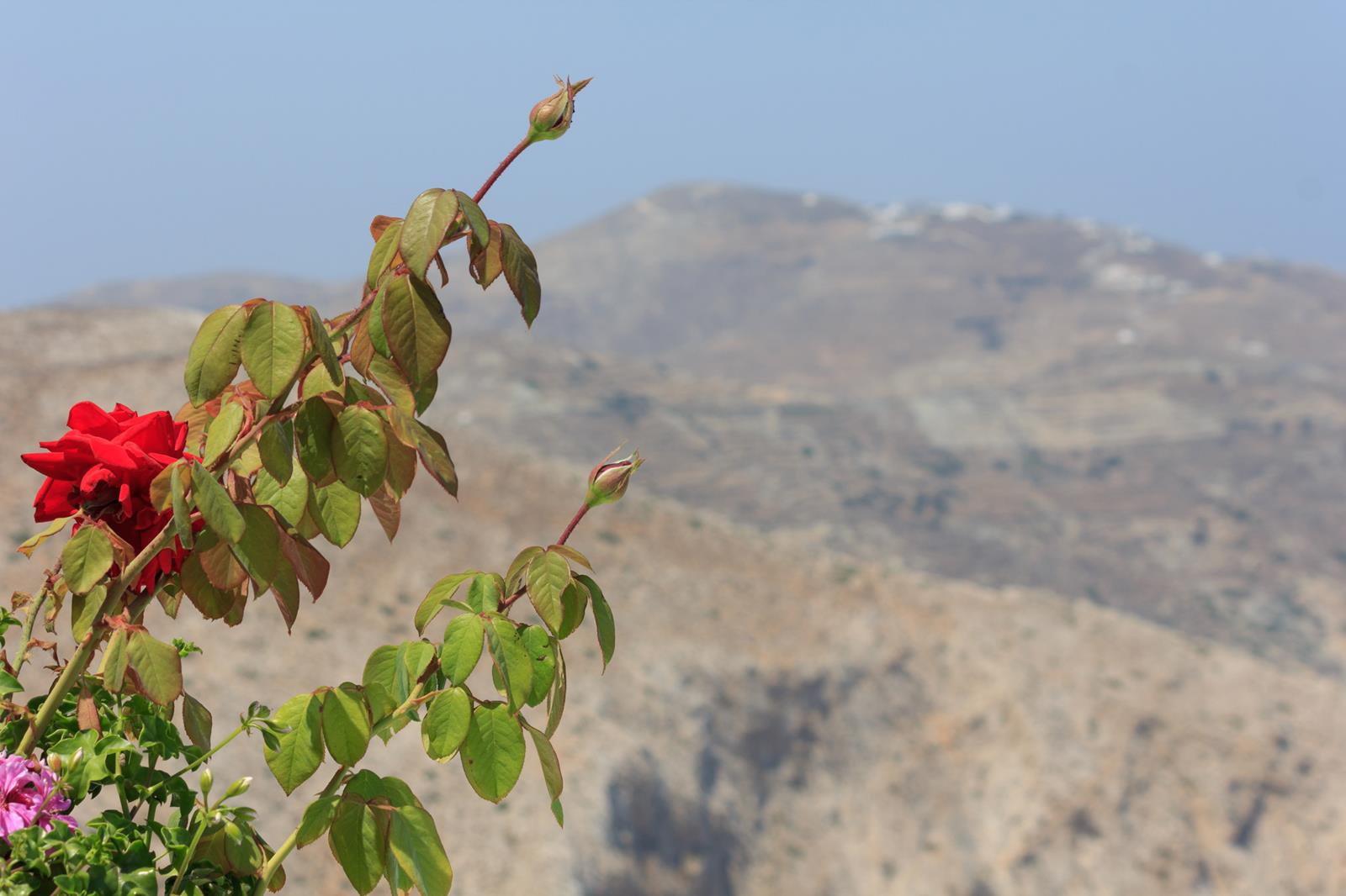 folegandros cyclades greece - Lemon Tree Houses